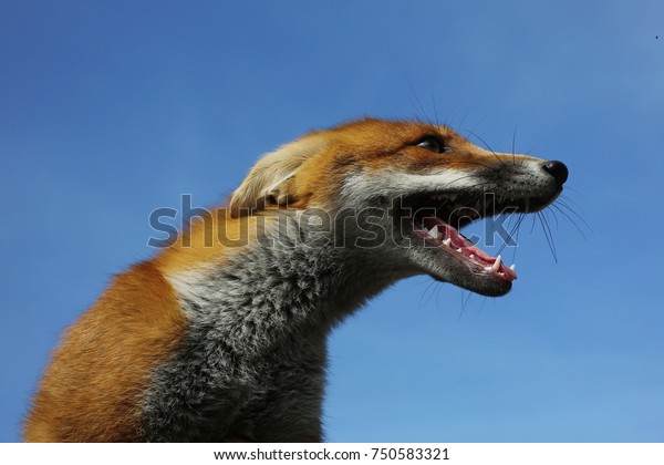 Cute Fox Dog Pet Red Fox Stock Photo Edit Now 750583321,Smoked Tri Tip Recipe