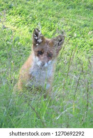 A cute fox in the grass