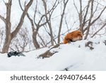 Cute fox on snow in winter season at Zao fox village, Miyagi prefecture, Japan. landmark and popular for tourists attraction near Sendai, Tohoku region, Japan. Travel and Vacation concept