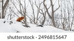 Cute fox on snow in winter season at Zao fox village, Miyagi prefecture, Japan. landmark and popular for tourists attraction near Sendai, Tohoku region, Japan. Travel and Vacation concept