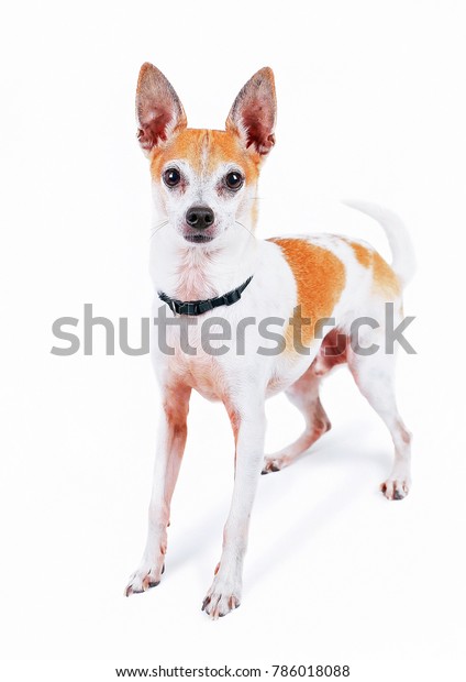 Foto Stok Cute Fox Rat Terrier Chihuahua Mix Edit Sekarang 786018088