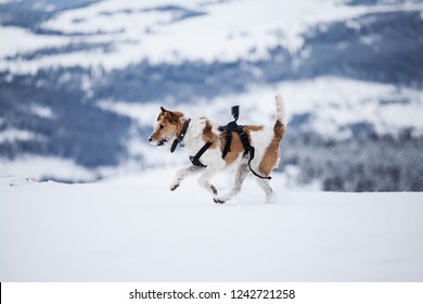 Cute Fox Terrier With Go Pro Camera Playing In The Snow