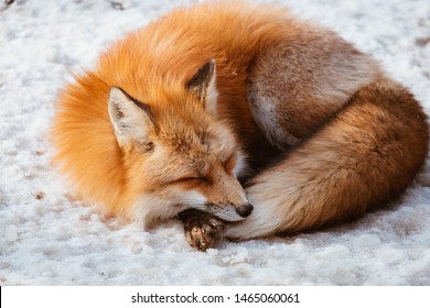 A Cute foxes Sleep on the snow during winter season in Zao fox village, Miyagi, Japan - Powered by Shutterstock