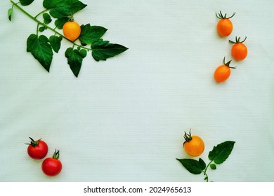 Petit Tomato の画像 写真素材 ベクター画像 Shutterstock