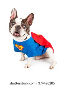 Cute French Bulldog breed dog wearing a super hero costume over white