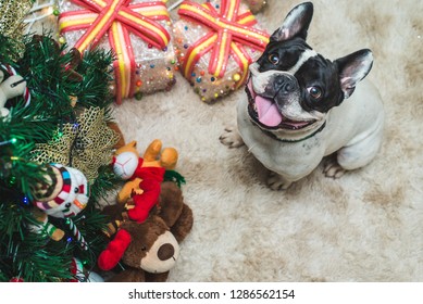 Cute French Bulldog With Christmas Decoration