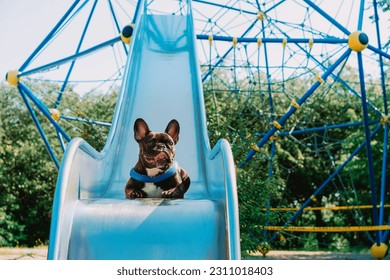 Cute french bulldog dog at playground - Shutterstock ID 2311018403