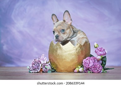 Cute French Bulldog Dog Puppy Hatching Out Of Golden Egg Shell Next To Roses In Front Of Violet Wall