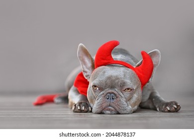 469 Frenchie halloween Images, Stock Photos & Vectors | Shutterstock