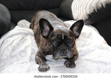 Cute French Bulldog enjoying the bed and sofa