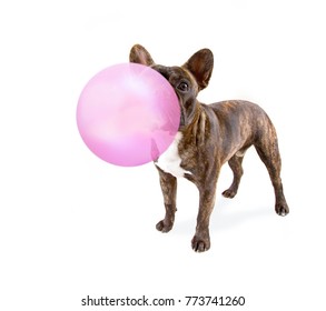 cute french bulldog isolated on a white background blowing a huge pink bubble with gum