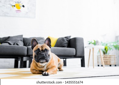 Cute French Bulldog Lying On Floor In Living Room