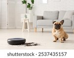 Cute french bulldog near robot vacuum cleaner and scattered soil at home