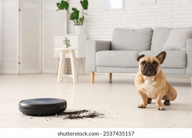 Cute french bulldog near robot vacuum cleaner and scattered soil at home