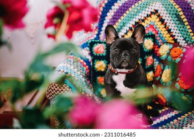 Cute french bulldog on couch by flowers - Shutterstock ID 2311016485