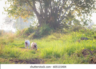 Cute French Bulldog Playing In The Field