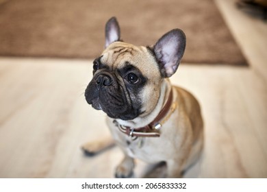 Cute French Bulldog Playing At Home