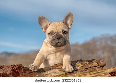 Cute French Bulldog puppy, eight weeks old fawn colored female, the baby dog looking curiously - Shutterstock ID 2322351863