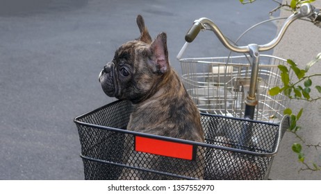 french bulldog bike basket