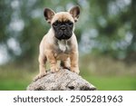 cute french bulldog puppy standind on a rock outdoors in summer