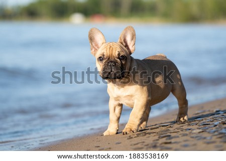 Cute French Bulldog puppy standing on water's edge.