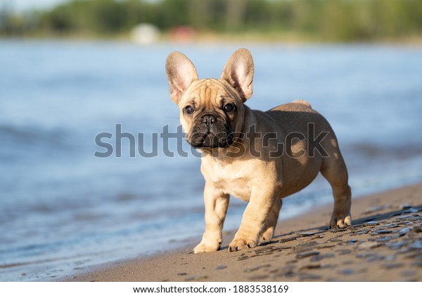 Cute
French Bulldog puppy standing on water's
edge.
