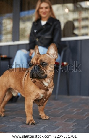 Cute French bulldog puppy watching the city street. Young pet on a leash standing by his owner