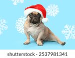 Cute French bulldog in Santa hat and snowflakes on blue background. Christmas celebration