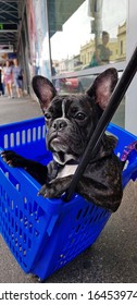 Cute French Bulldog In Shopping Basket On The Street Of Melbourne City