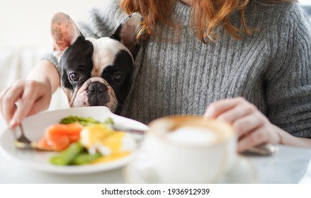 Cute French Bulldog Sits Close To His Human And Looks On The Breakfast Plate. Begging Food From The Owner. Pet