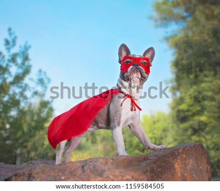 cute french bulldog in a super hero costume 