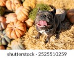 Cute French Bulldog Surrounded by Pumpkins. Halloween. Thanksgiving. Harvest.