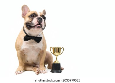 cute french bulldog wear black bow tie with trophy isolated on white background, pets and animal concept