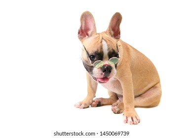 cute french bulldog wear glasses and sitting isolated on white background, pet and animal concept