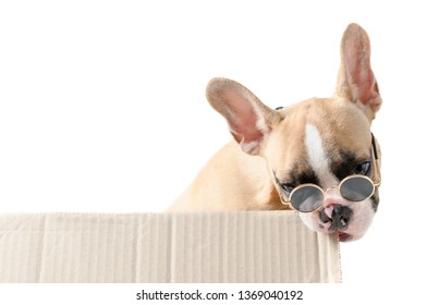 Cute French Bulldog Wear Sunglass Biting Paper Box Isolated On White Background, Naughty Dog Concept