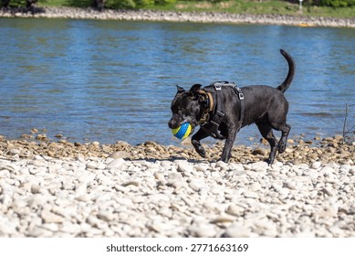 Cute friendly black bully breed cross dog	