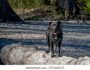 Cute friendly black bully breed cross dog	