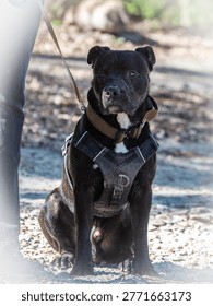 Cute friendly black bully breed cross dog	