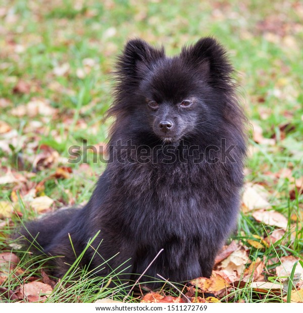 black spitz puppy