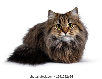 Cute Friendly Classic Tabby Siberian Cat Kitten With Amazing Fur, Laying Down Facing Front. Looking Curious At Camera With Big Yellow Eyes. Isolated On White Background.