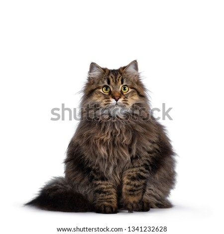 Cute friendly classic tabby Siberian cat kitten with amazing fur, sitting facing front with tail curled around body. Looking curious at camera with big yellow eyes. Isolated on white background. Stock photo © 