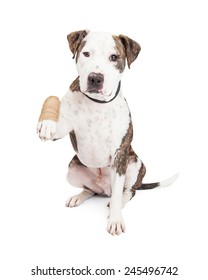 Cute and friendly Pit Bull Dog holding up an injured and bandaged paw