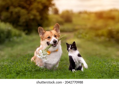 cute friends a cat and a corgi dog with a bouquet of daisies in their teeth are sitting on the green grass in a sunny summer garden