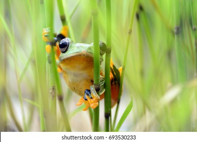 Cute Frog