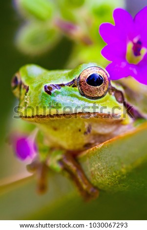 Similar – Foto Bild froschgrün Umwelt Natur