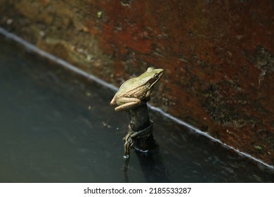 Cute Frog Standing In The Lake