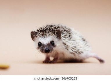 Cute Fun African Pygmy Hedgehog Baby Color Algerian Grey Tobiano Pinto With Racoon Eyes