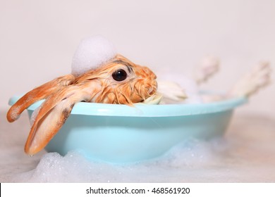 Cute And Fun Bunny Takes A Bath With Foam. Bathing Rabbit. Beautiful And Small Wet Hare. Care For Animals.