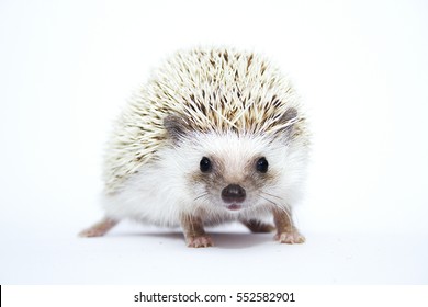 cute and fun chocolate african pygmy hedgehog girl in white background