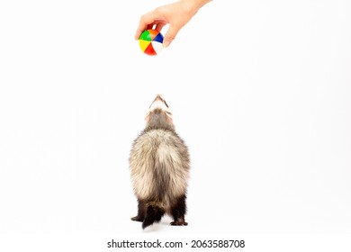 Cute And Fun Ferret Baby Or Weasel Playing With Ball In White Background